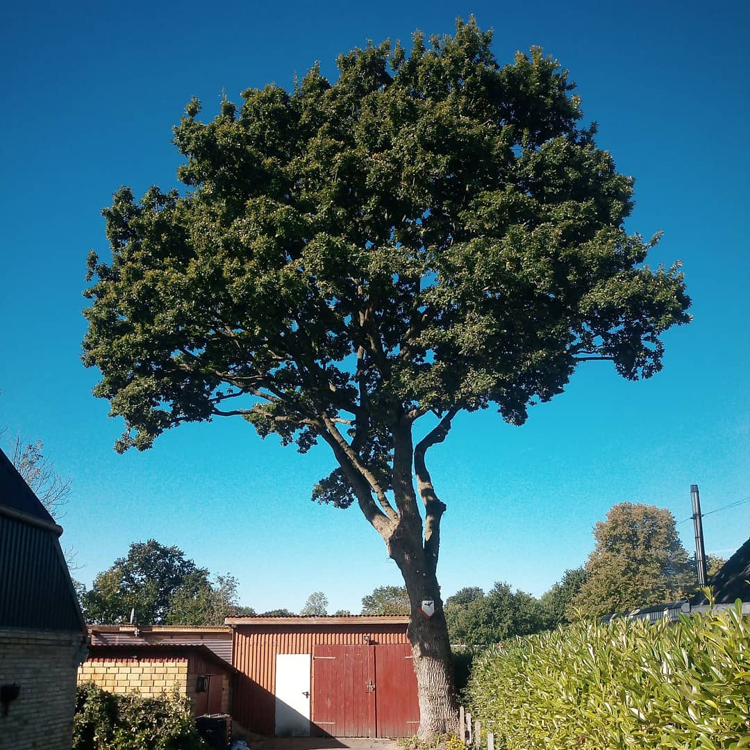 Baumpflege in Flensburg