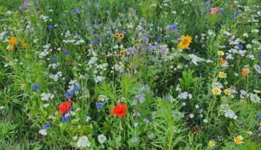 Wildblumenwiese anlegen: Ein Paradies für Insekten und Vögel