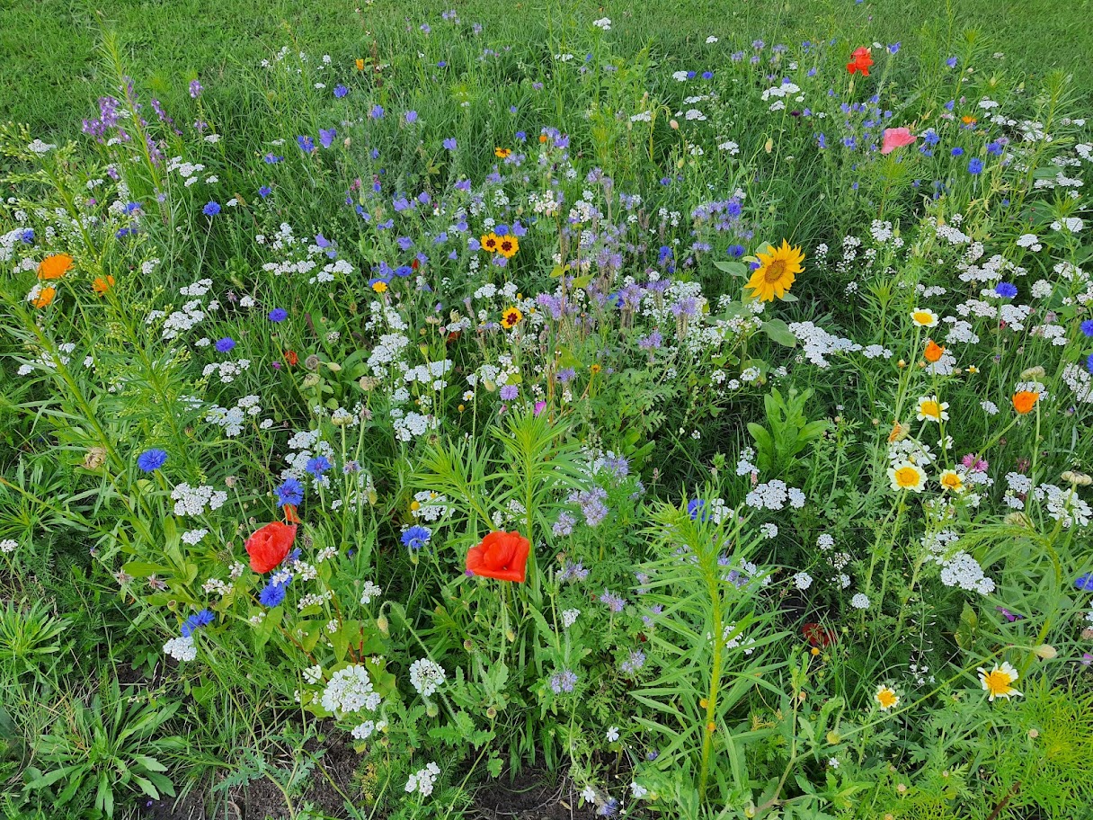 Wildblumenwiese anlegen: Ein Paradies für Insekten und Vögel
