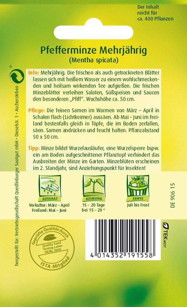 Pfefferminze – Bild 2