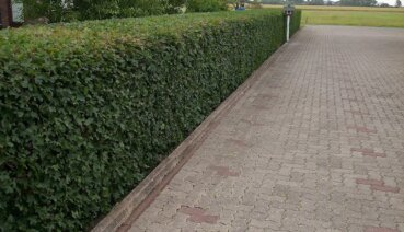 Hecke pflanzen: Der ultimative Leitfaden