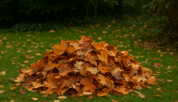 Laub im Herbst – Tipps zur Gartenpflege und Entsorgung