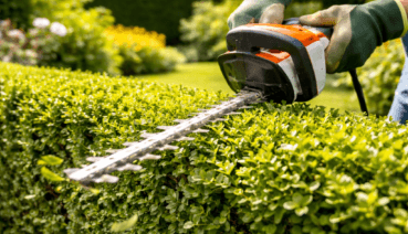 Hecke schneiden im Garten – Formschnitt einer dichten grünen Hecke mit elektrischer Heckenschere im Sommer